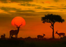 CAPODANNO IN SUDAFRICA